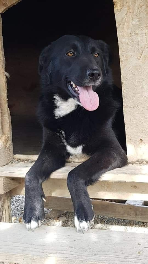 Actea – Hund Schäferhund-Mix sucht ein Zuhause in Italien