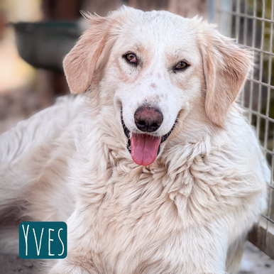 Yves Mischling – Hund Mischling sucht ein Zuhause in Italien