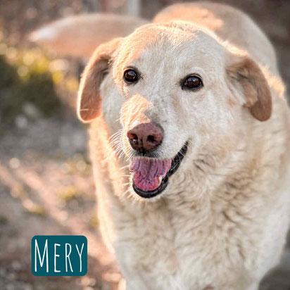 Mery Mischling – Hund Mischling sucht ein Zuhause in Italien