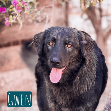 Gwen Mischling – Hund Mischling sucht ein Zuhause in Italien