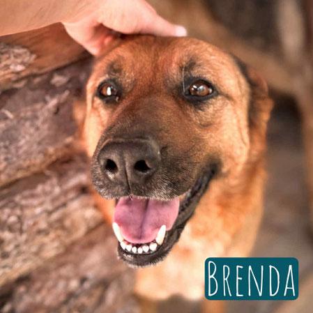 Brenda – Hund Schäferhund-Mix sucht ein Zuhause in Italien