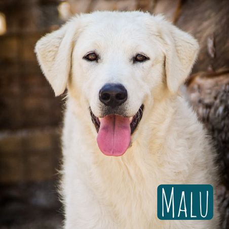 Malu Maremmano Mix – Hund Maremmano-Mix sucht ein Zuhause in Italien