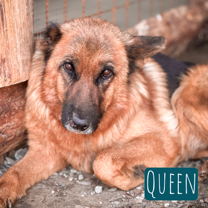 Queen – Hund Schäferhund-Mix sucht ein Zuhause in Italien
