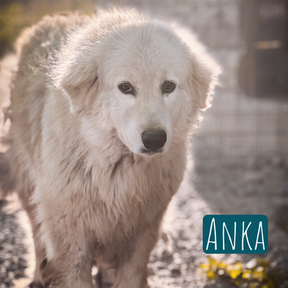Anka Maremmano Mix – Hund Maremmano-Mix sucht ein Zuhause in Italien