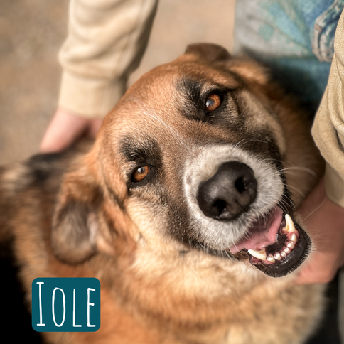 Jole Mischling – Hund Mischling sucht ein Zuhause in Italien