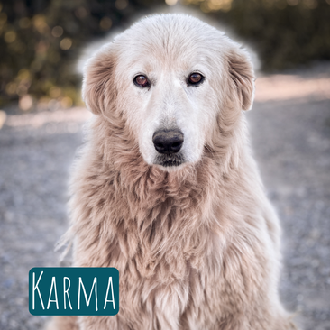 Karma – Hund Maremmano-Mix sucht ein Zuhause in Italien