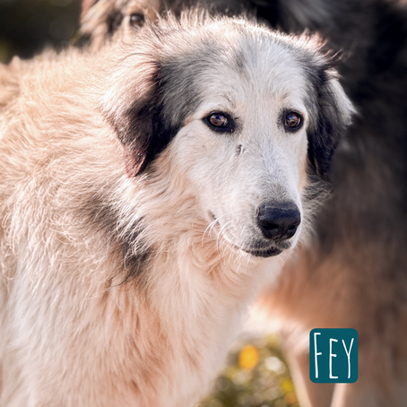 Fey Maremmano Mix – Hund Maremmano-Mix sucht ein Zuhause in Italien