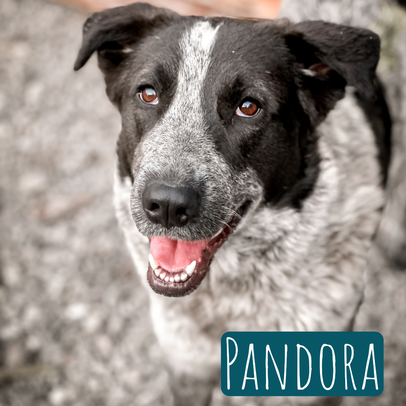 Pandora – Hund Mischling sucht ein Zuhause in Italien