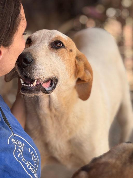 Gemma – Hund Mischling sucht ein Zuhause in Italien