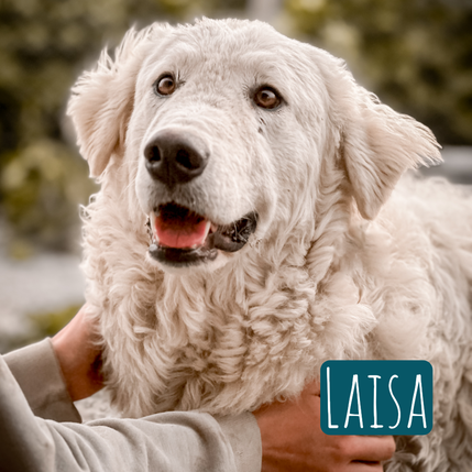 Laisa – Hund Maremmano-Mix sucht ein Zuhause in Italien