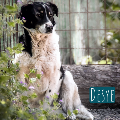 Desye – Hund Mischling sucht ein Zuhause in Italien