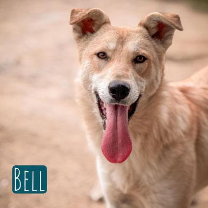 Bell Mischling – Hund Mischling sucht ein Zuhause in Italien