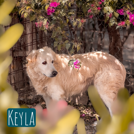 Keyla – Hund Maremmano-Mix sucht ein Zuhause in Italien