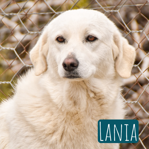 Lania – Hund Mischling sucht ein Zuhause in Italien