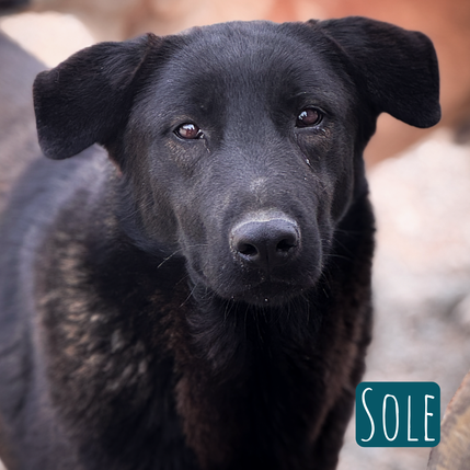 Sole Mischling – Hund Mischling sucht ein Zuhause in Italien