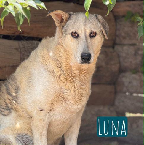 Luna Mischling – Hund Mischling sucht ein Zuhause in Italien