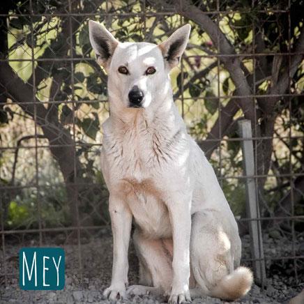 Mey Mischling – Hund Mischling sucht ein Zuhause in Italien