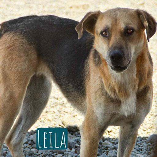 Leila – Hund Schäferhund-Mix sucht ein Zuhause in Italien