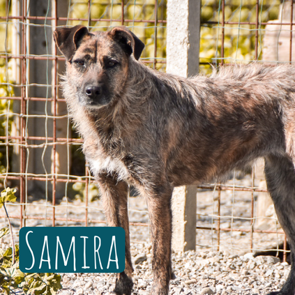 Samira – Hund Mischling sucht ein Zuhause in Italien