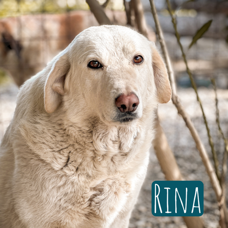 Rina Mischling – Hund Mischling sucht ein Zuhause in Italien