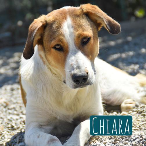 Chiara – Hund Mischling sucht ein Zuhause in Italien