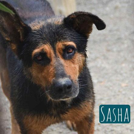 Sasha – Hund Schäferhund-Mix sucht ein Zuhause in Italien