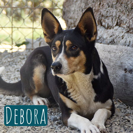 Debora – Hund Mischling sucht ein Zuhause in Italien
