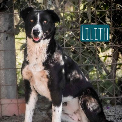 Lilith – Hund Mischling sucht ein Zuhause in Italien