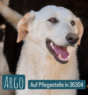 Argo Mischling – Hund Mischling sucht ein Zuhause in Alsfeld