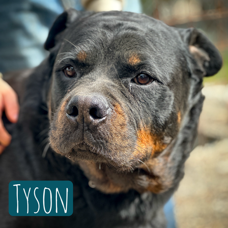 Tyson – Hund Rottweiler sucht ein Zuhause in Italien