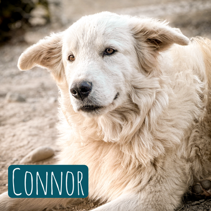Connor  – Hund Maremmano-Mix sucht ein Zuhause in Italien