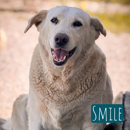 Smile – Hund Mischling sucht ein Zuhause in Italien