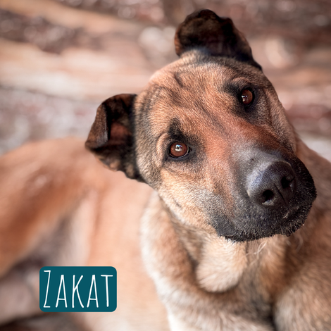 Zakat – Hund Malinois sucht ein Zuhause in Italien