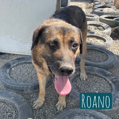 Roano  – Hund Schäferhund-Mix sucht ein Zuhause in Italien