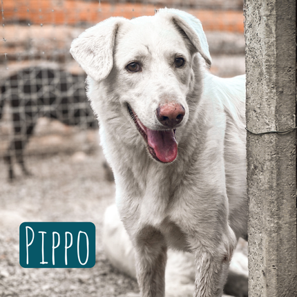 Pippo – Hund Mischling sucht ein Zuhause in Italien
