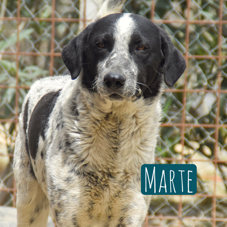 Marte – Hund Mischling sucht ein Zuhause in Italien