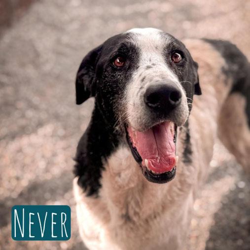 Never – Hund Mischling sucht ein Zuhause in Italien