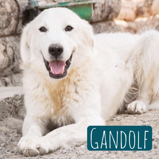 Gandolf – Hund Maremmano-Mix sucht ein Zuhause in Italien
