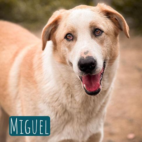 Miguel – Hund Mischling sucht ein Zuhause in Italien