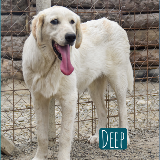 Deep Mischling – Hund Mischling sucht ein Zuhause in Italien