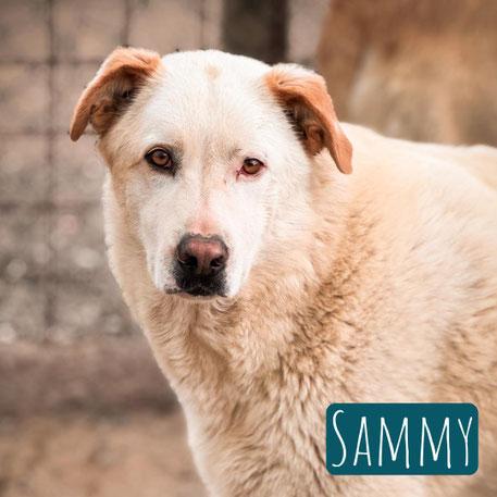 Sammy – Hund Mischling sucht ein Zuhause in Italien