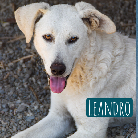 Leandro – Hund Mischling sucht ein Zuhause in Italien