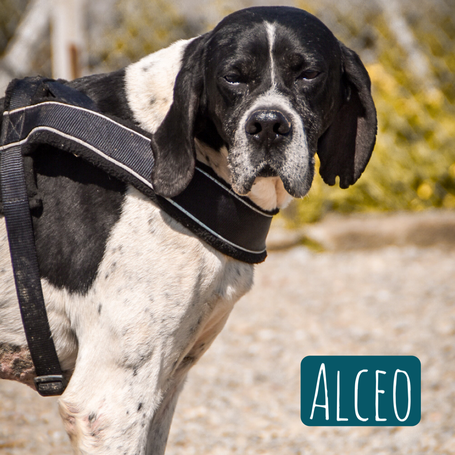 Alceo – Hund Pointer sucht ein Zuhause in Italien