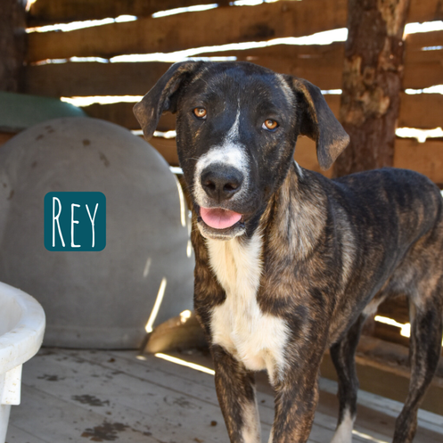 Rey Mischling – Hund Mischling sucht ein Zuhause in Italien
