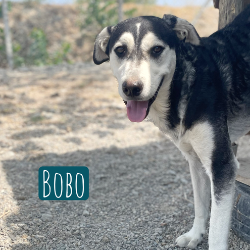 Bobo Mischling – Hund Mischling sucht ein Zuhause in Italien