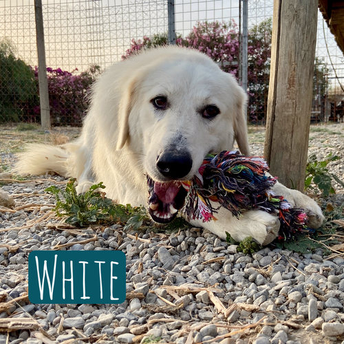 White  – Hund Maremmano-Mix sucht ein Zuhause in Italien
