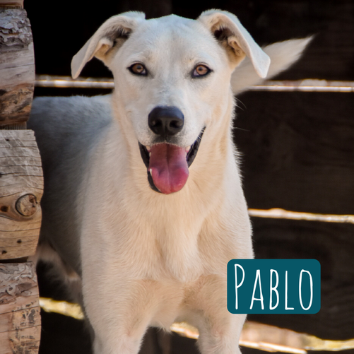 Pablo – Hund Mischling sucht ein Zuhause in Italien