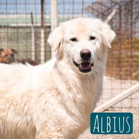 Albius – Hund Maremmano-Mix sucht ein Zuhause in Italien