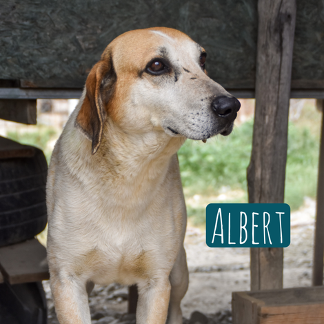 Albert – Hund Mischling sucht ein Zuhause in Italien