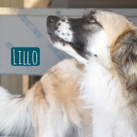 Lillo – Hund Mischling sucht ein Zuhause in Italien